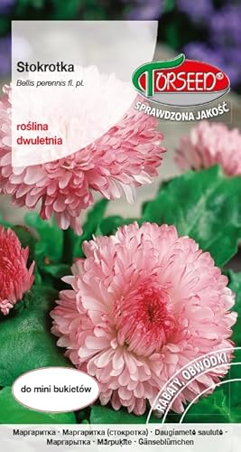 Verdica Delicadas semillas de margaritas bellis perennis, floración bienal, fáciles de cultivar, florecen en sol a sombra parcial, ideal para camas (0,3 g)