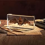 Tierpräparat Fledermaus in Acrylblock | Echtes Fledermaus-Skelett für den Biologieunterricht, Wissenschaftliche Anschauung, Sammlerstück für Naturkunde-Fans
