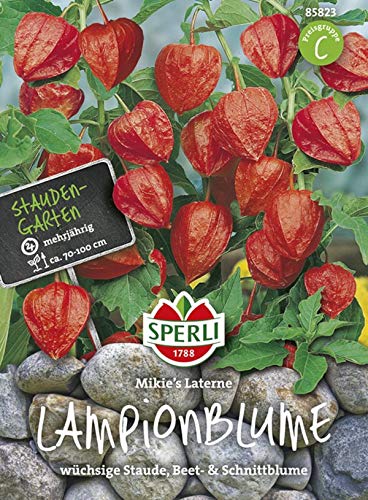 Lampionblume Mikies Latern' von Sperli-Samen