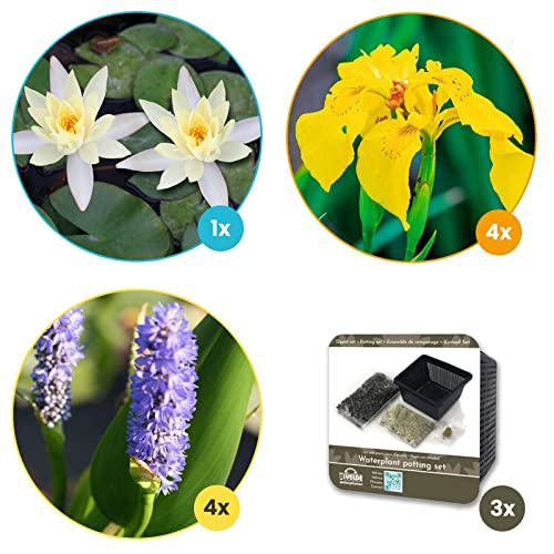 VDVELDE Teichpflanzen Winterhart - 9er Set Teichpflanzen - Für 500 Liter Wasser - Seerosen, Sumpf Iris und Hechtkraut inklusive Pflanzkörbe, Lehm und Dünger - Van der Velde Wasserpflanzen - Image 3
