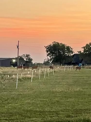 Whitetail Hill Hideaway Food Plot Seed Mix for Deer, 1/3 Acre, Sorghum and Millet, Dense Screen Up to 12ft Tall, Hide Your Plots for Stand Access, Provides Security to Use Your Plots During Daylight