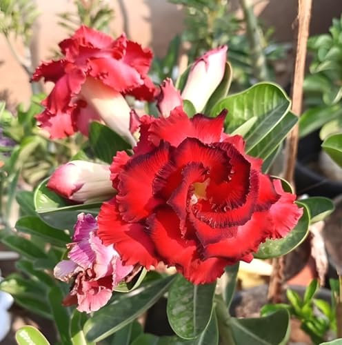 Image of Most Beautiful Fragrange Hybride inch Flower inchTree Plant Pack of 1|| For Home Garden Outdoor Live Flower Tree Plant (Red Adenium)