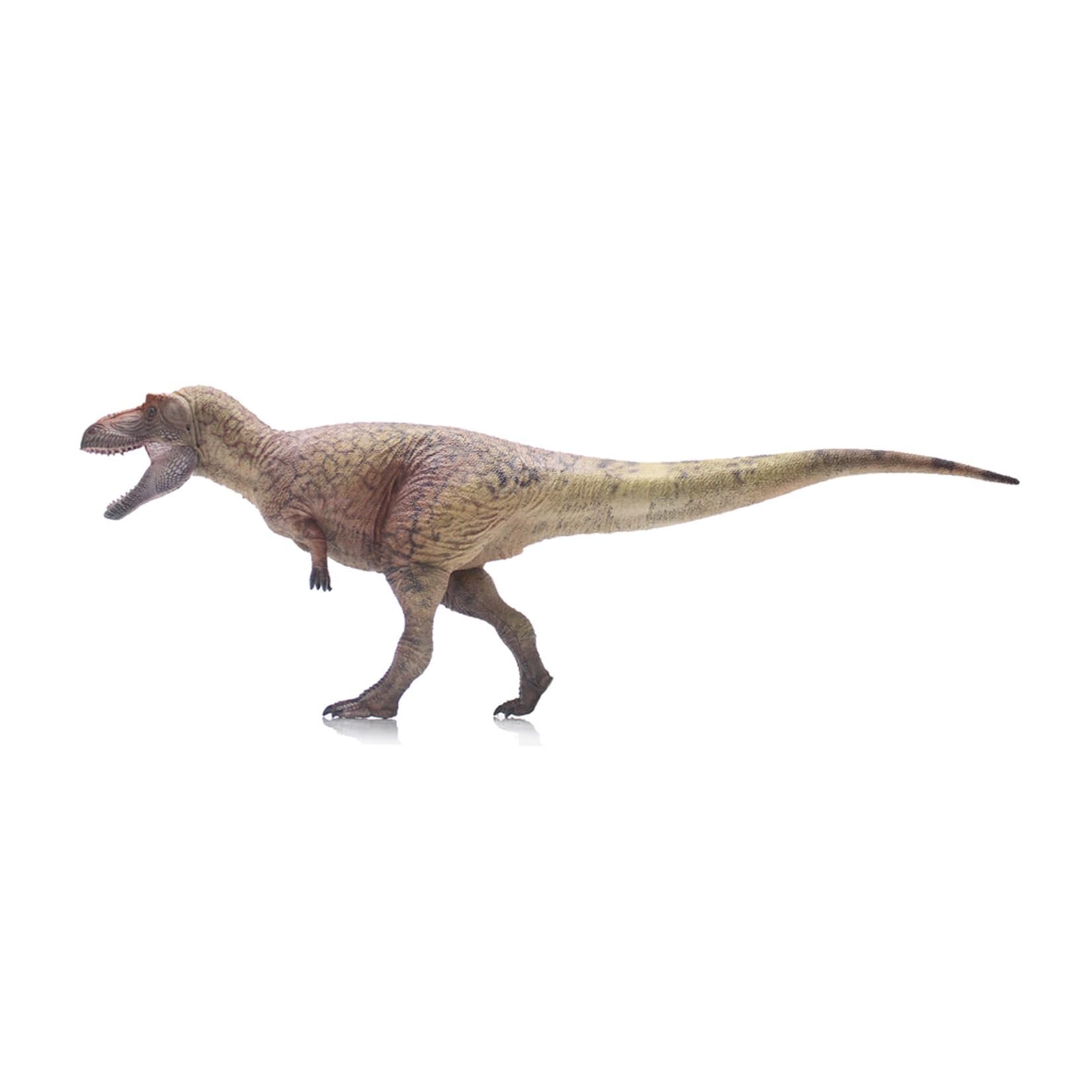 Amazon | HAOLONGGOOD 1/35サイズ ダスプレトサウルス 29.5cm