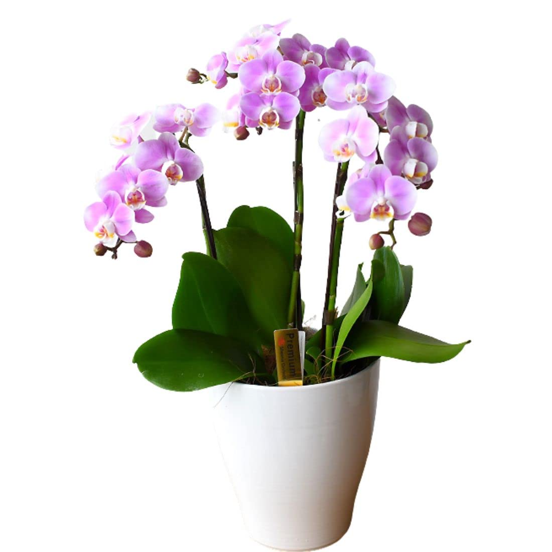Amazon｜母の日ギフト ミディー胡蝶蘭 3本立ち6号 花鉢 プレゼント
