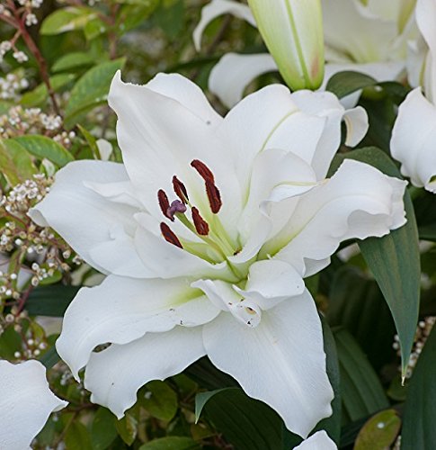 オリエンタルリリー カサブランカ Diy 工具の人気商品 通販 価格比較 価格 Com