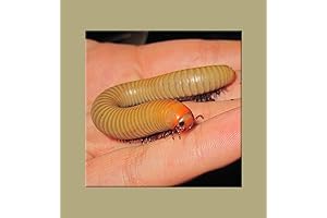 Insectsales.com Live Smoky Oak Millipede: An Educational and Fun Pet