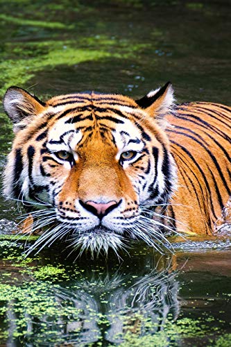 SWIMMING TIGER: As the largest species in the big cat family, tigers have more surface area that heats up, which is probably why they swim for ... may chase prey into the water to trap it.