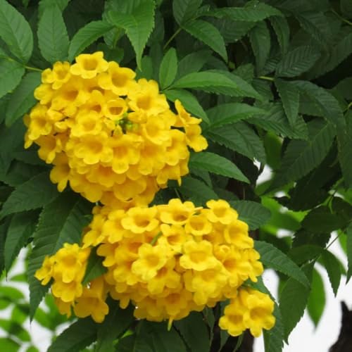 Image of Tecoma Yellow Bell Live Plant with Pot a€ inch Pack of 1 | Bright Flowering Shrub for Home Garden | Outdoor Decorative Yellow Flower Plant