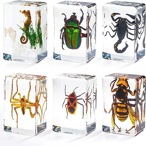 Insecto en resina, colección de insectos, pisapapeles, muestras de animales para niños, insectos reales preservados en resina para juguetes educativos científicos, suministros de exhibición de Navidad