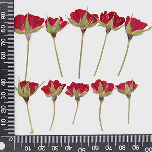 Flor Natural de Rosa Prensada con Tallo para Decoración miniatura 5