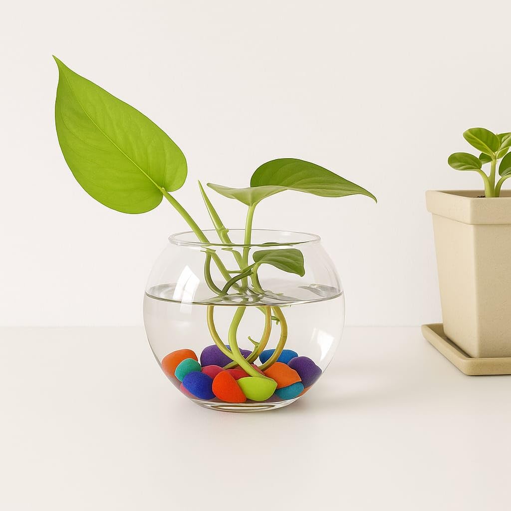 5-Inch Clear Round Glass Vase – Small Flower Vase for Centerpieces, Table Decor, Weddings, Events, and Home Decoration (Pack of 1)-image-11