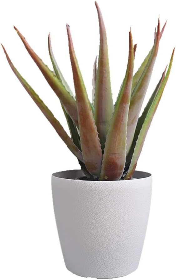 vaso per succulente con drenaggio 10 pollici