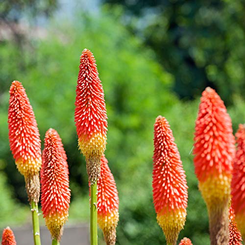 Outsidepride Kniphofia Uvaria Red Hot Poker Garden Flower Plants - 1000 Seeds Outsidepride Kniphofia Uvaria Red Hot Poker Garden Flower Plants - 1000 Seeds