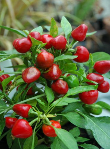 Arlo Vegetable Seeds - HOT CHERRY CHILI PEPPER - Hot & Ornamental - Pack of 20 Seeds (B07G596B4Z) Amazon Price History, Amazon Price Tracker
