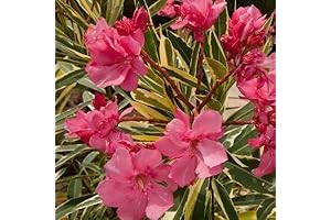 Twist of Pink Variegated Oleander Plant for Sale