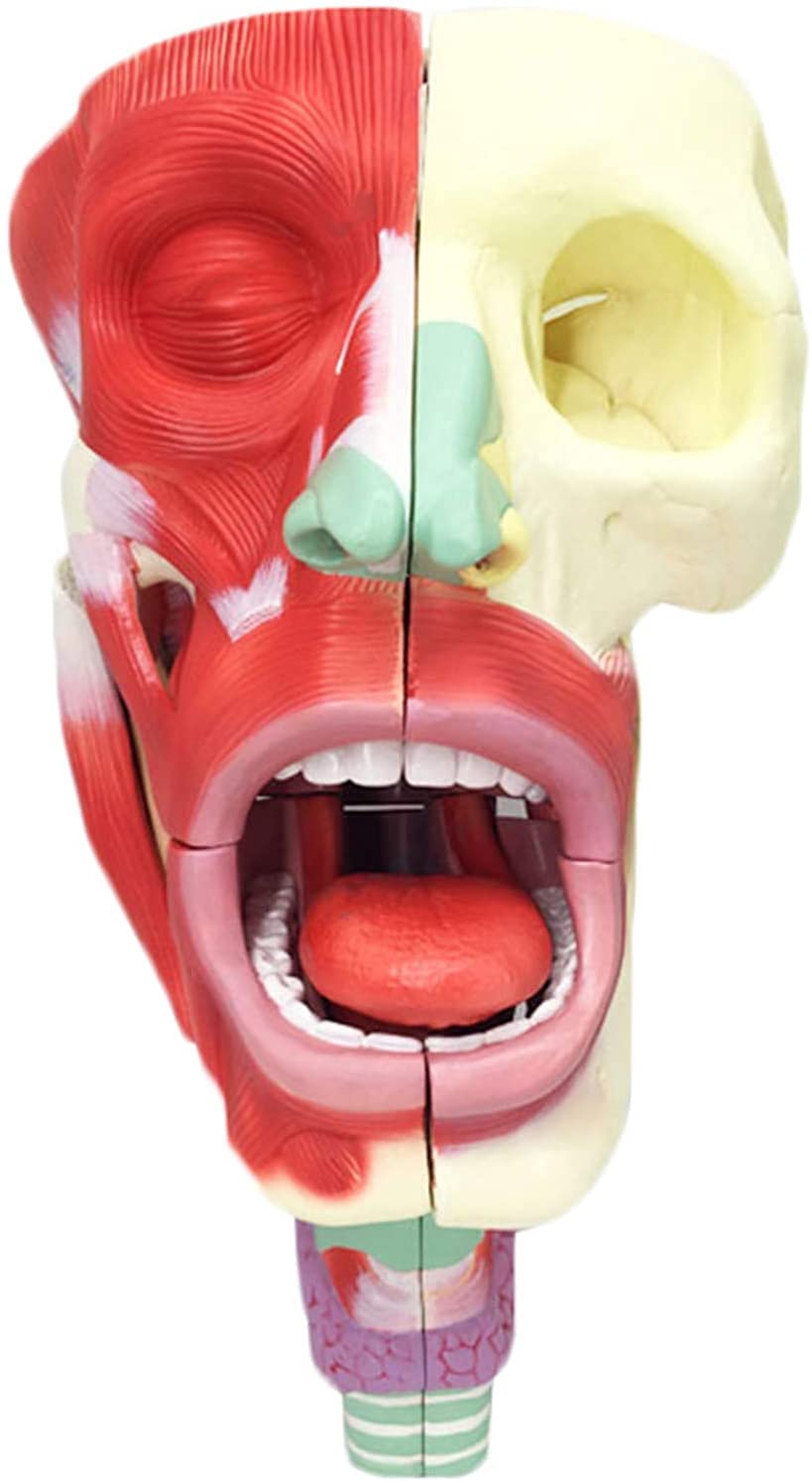 Anatomia Jama Nosowa Model Gardła Model Narządów Ludzkich Materiał Pcv Model Naczyniowo-Nerwowy Model Medyczny Pomoce Dydaktyczne