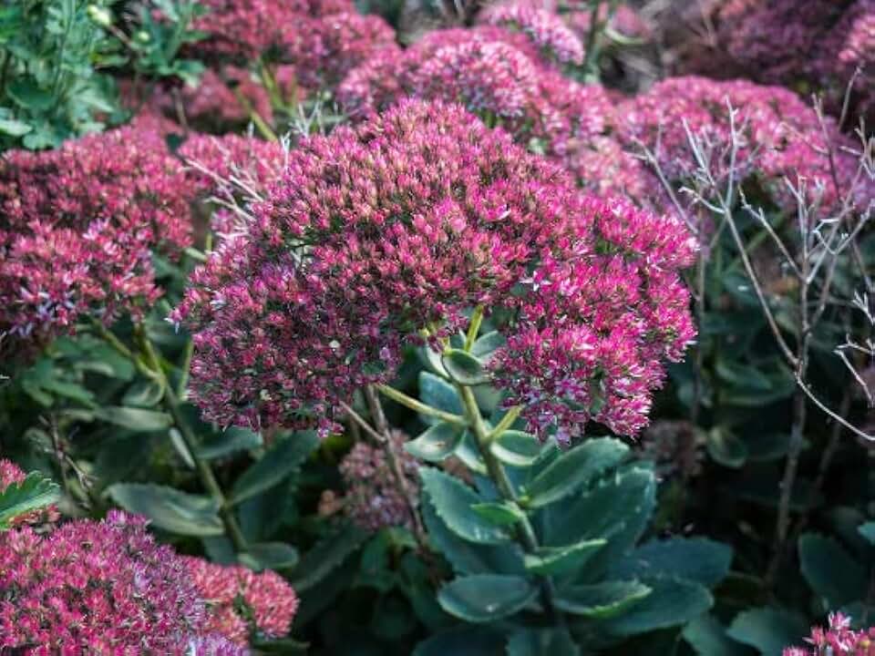 Autumn Joy Sedum in a 3.5" Pot-Beautiful Sturdy Perennial!!! (5)