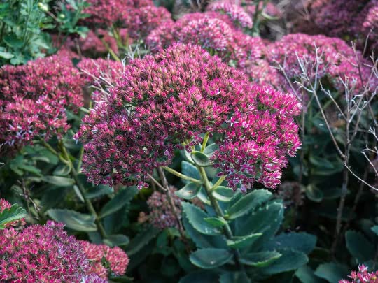 Autumn Joy Sedum in a 3.5 Inch Pot