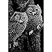 Scratch Art Black Coated Scratchboards 8 1/2 in. x 11 in. pack of 10