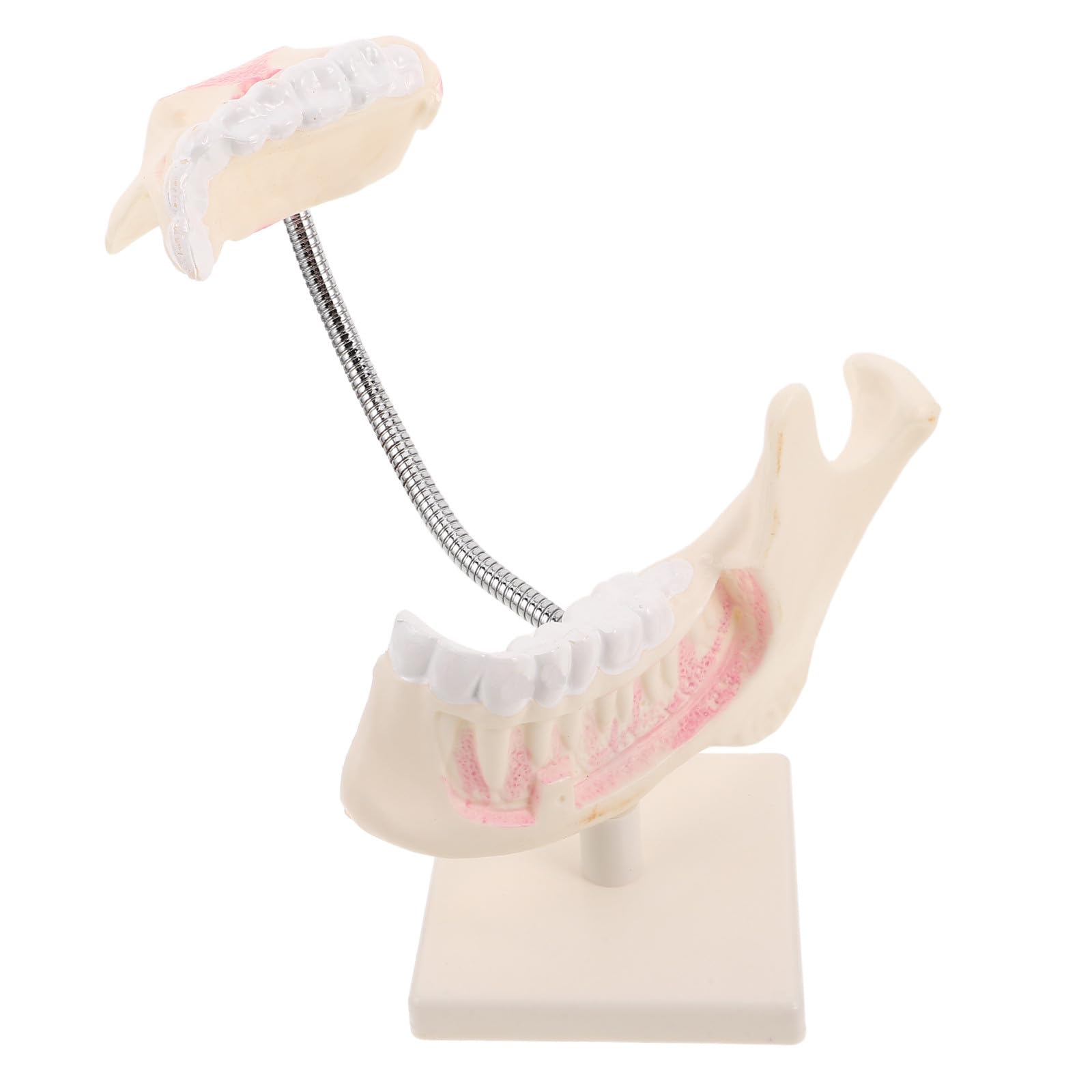 Baluue Modello di Bocca in Plastica per Studio Modello di Pratica per Studenti di Odontoiatria Strumento di Apprendimento per Preparazione Agli Esami