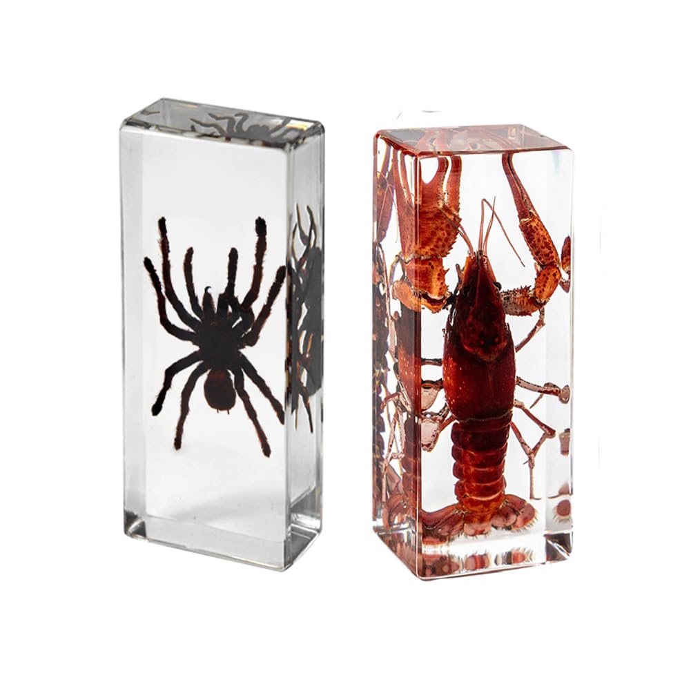 4.3” Large Real Animals in Specimens Set of 2, Taxidermy Tarantula Spider and Lobster in Resin Blocks for Biology Science Education & Desk Ornament