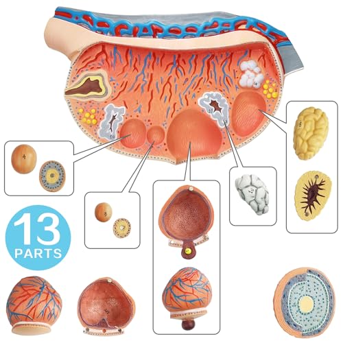 Image of EVOTECH SCIENTIFIC Human Ovary Anatomical Model, 13 Parts Female Ovarian Structure Anatomy and Follicular Development Model for Medical Teaching Learning Research Education Display