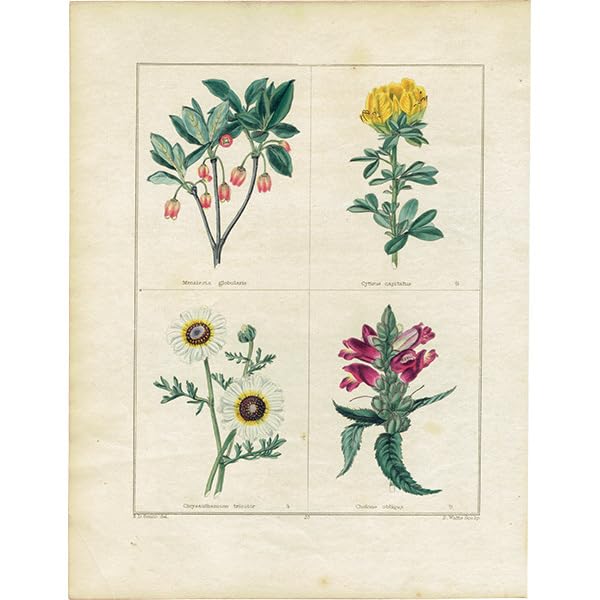 ★イギリス　ボタニカルアート　④ Amazon.co.jp: イギリスアンティーク ボタニカルアート ボタニック