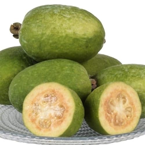 果樹苗 フェイジョア アポロ2年生 1株/ 国華園 25年秋商品のサムネイル