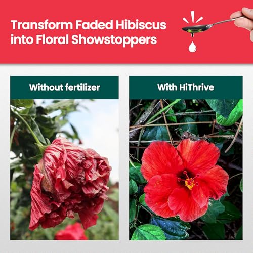Fertilizante líquido Hibiscus 32 oz para plantas de flores miniatura 3