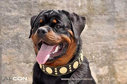 Bestia Maximus Genuine Leather Dog Collar, Large Breeds, Cane Corso, Rottweiler, Bullmastiff, Dogo, Quality Dog Collar, 100% Leather, Studded, L- XXL Size, 2.5 Inch Wide. Padded. Made in Europe!