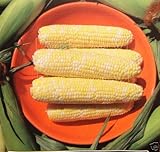 Bi-Licious ibrida mais dolce 35 semi di 8" orecchie Dolce & Tender organici non OGM:Seeds