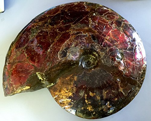 アンモライト原石 最大級の大きさ