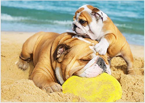 Americana SOTTOCIOTOLA für Hund Serie Funny Foto Dog 2 Bull Dog