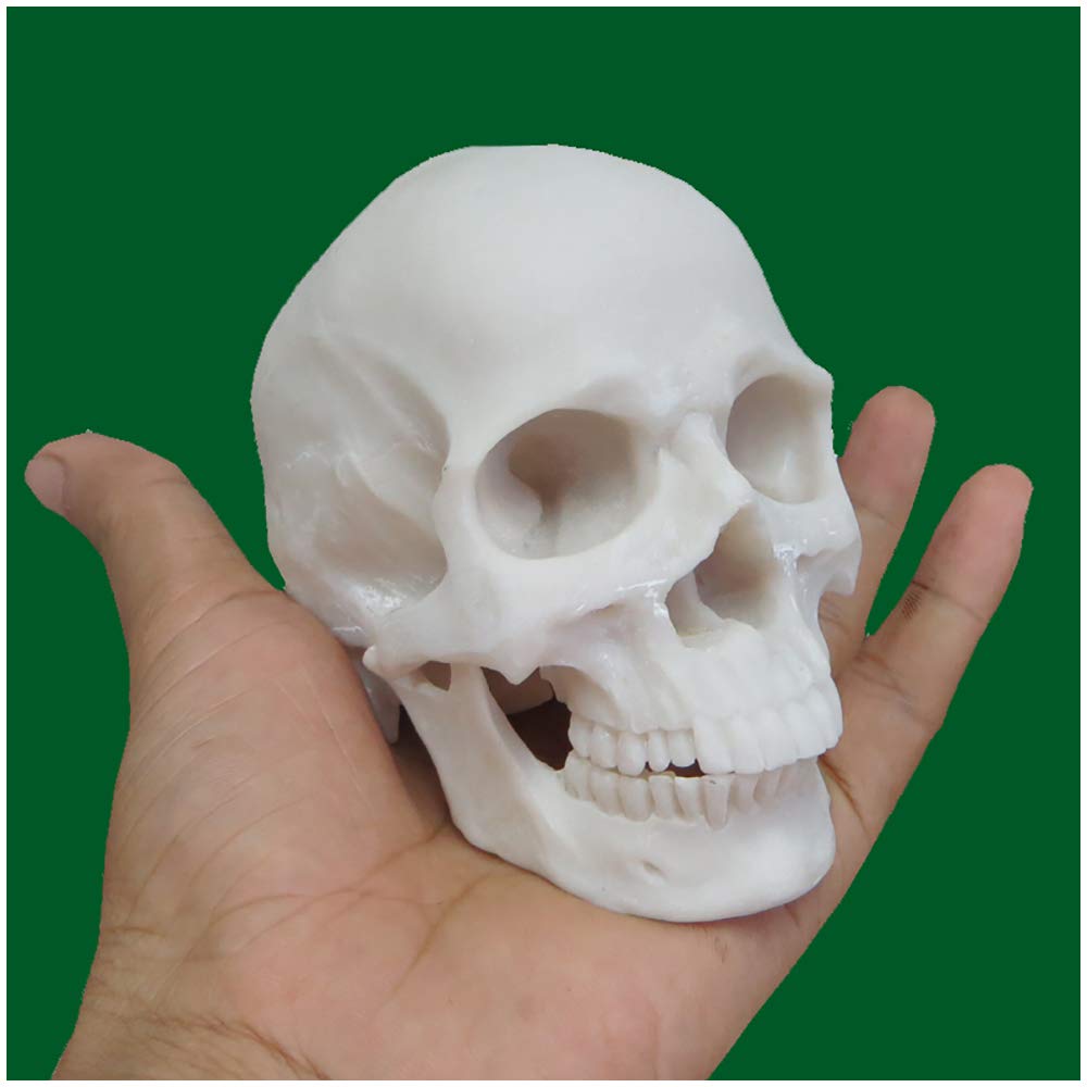 Sjdopulse Human Skull Art - 1: 2 Scientific Anatomy Skull Head Muscle Bone Medical Art Drawing Model - Realistic Resin Human Skull Model - For For Reference For Artists