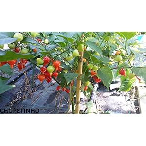 SEMI PEPERONCINO-CHUPETINHO RED E YELLOW