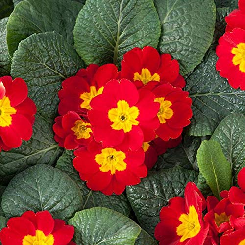 Outsidepride Primula Acaulis Common English Primrose Scarlet Garden Flowers For Beds, Borders & Containers - 100 Seeds #TOP1