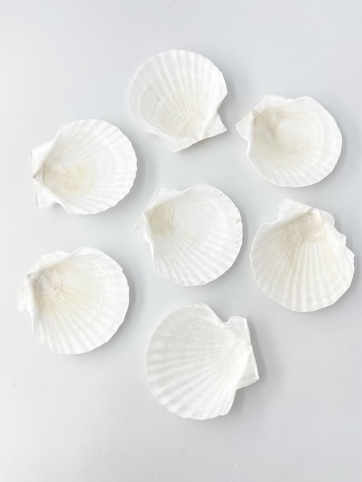 Amazon.co.jp: 【貝殻の問屋さん】ホタテ貝殻 （国産） 約8cm 10
