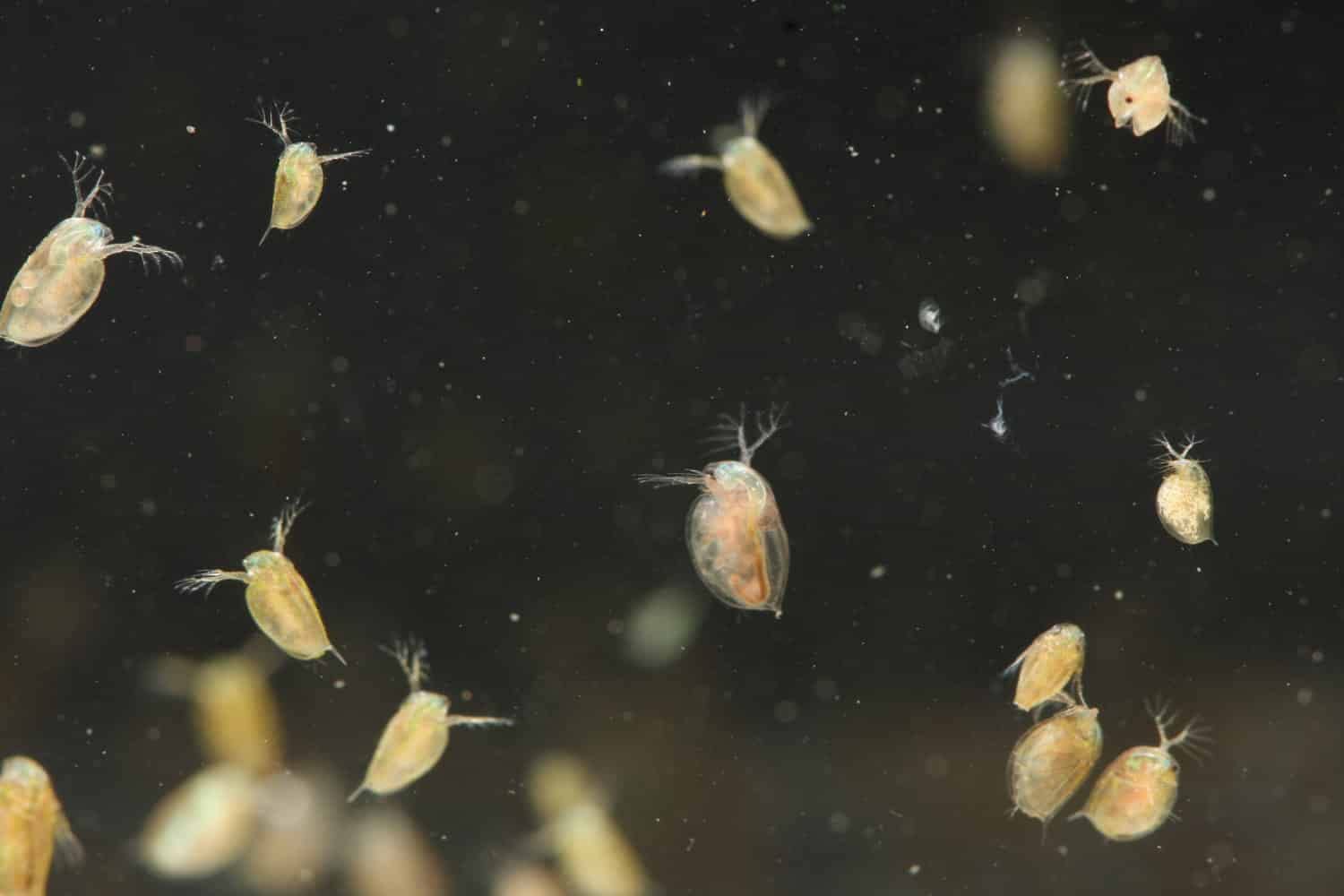 Hobby 21630 Artemia kombinacja, 4 sitka, 180, 300, 560, 900 my