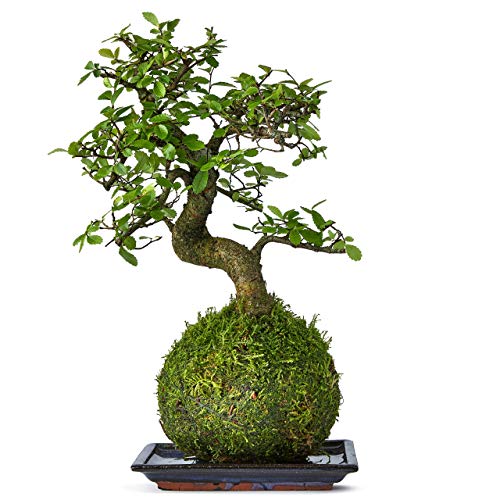 Large Bonsai Tree for sale in UK View 58 bargains