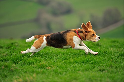 Bioflow Collare per Cani Rosso Grande (Fino a 65