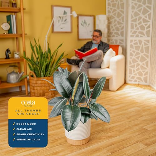 Image of Costa Farms Burgundy Rubber Live Plant in Decorative Pot, Air Purifying Large Indoor Houseplant, Perfect for Home, Room, or Office Decor, Great House Warming or Birthday Gift, 2-3 Feet Tall