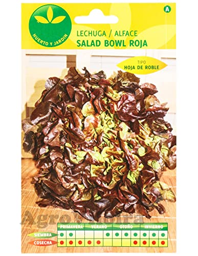 Semillas Naturales de Lechuga Hoja Roble Planta para Ensaladas