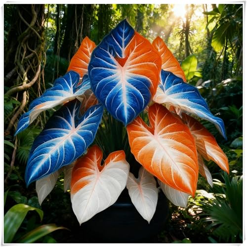 Rizomas de Hosta -Serenos - Curiosos, Vivaces, Exclusivos, Exótica, Cuidado Sencillo y Gran Adaptabilidad-4 Rizomas-I