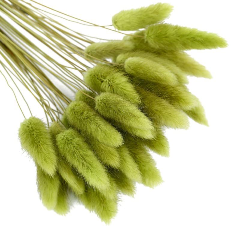 Pampas Grass Large 50pcs Dried Rabbit Tail Grass miniatura 1
