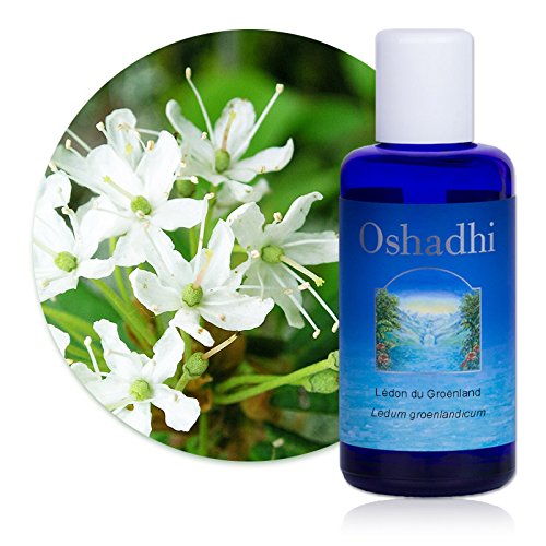 Hydrolat (Eau florale) : Lédon du Groënland BIO - Ledum groenlandicum - 200 ml Cover
