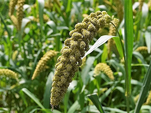 ☆millet☆ Limelight Millet – Great Lakes Staple Seeds