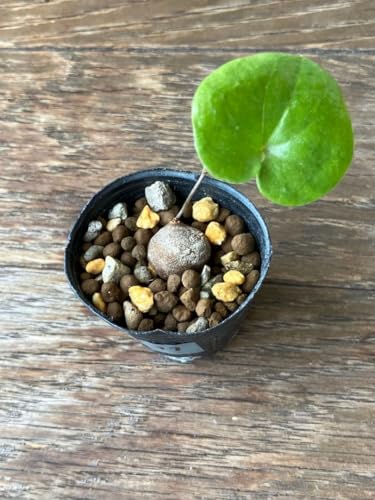 観葉植物 亀甲竜」の人気商品一覧 | 安い商品を通販サイトから探す