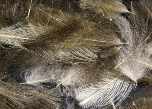Hareline Fly Tying Cul de Canard (CDC) - Natural CDC Feathers for Fly Tying Dry Flies, Emergers & Comparaduns