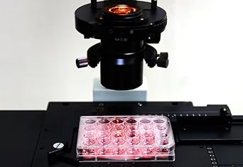 SPL Culture Plate 24 Wells, Treated, Flat Bottom, Sterile, 50/Case