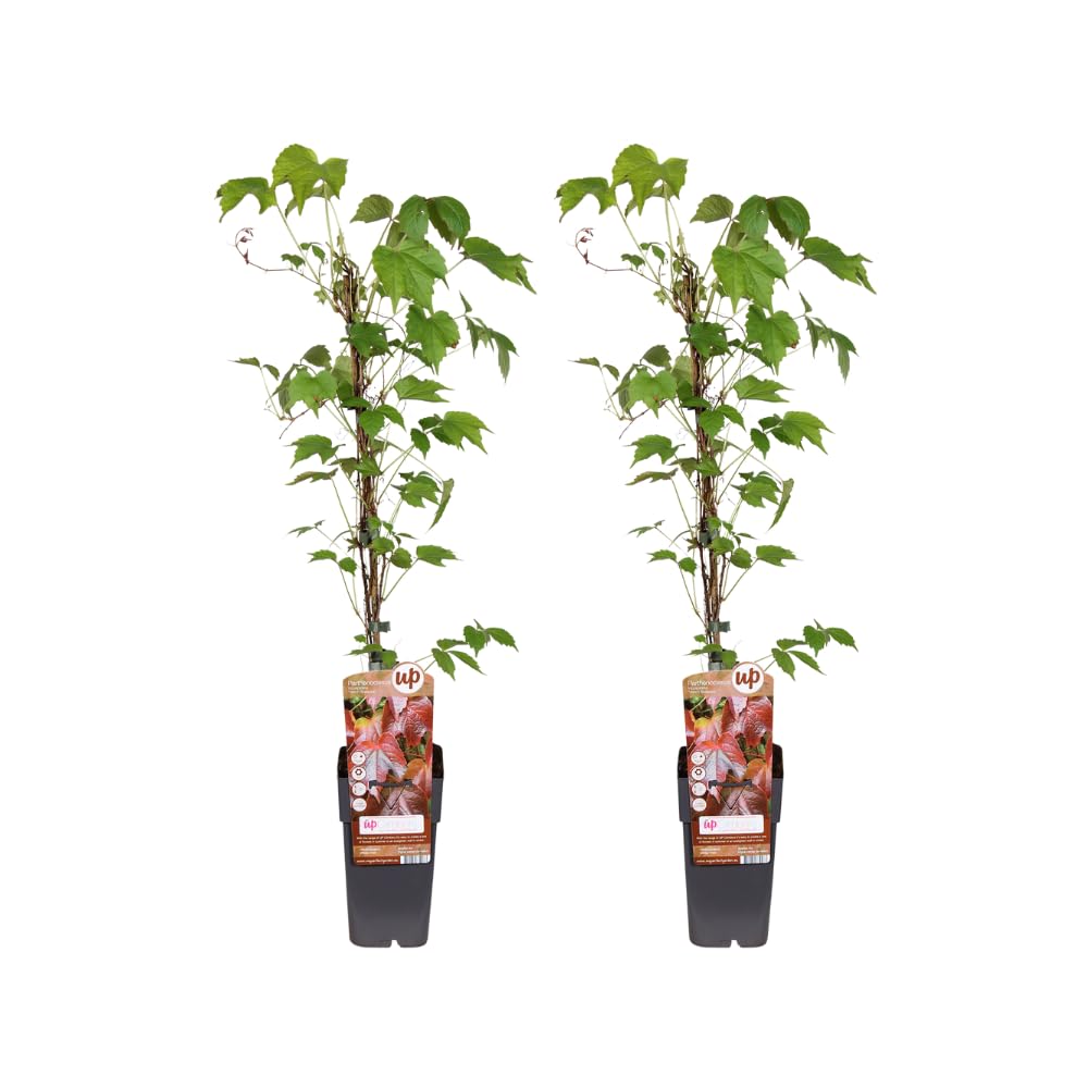 Parthenocissus Tricuspidata veitch boskoop | 2 piezas - 55-65cm - Ø15cm - Planta de jardín - Multitrato